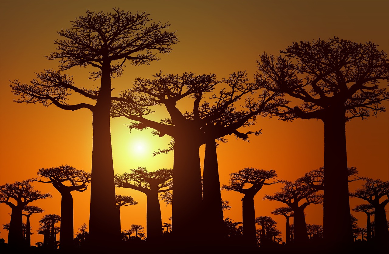 avenue_baobab